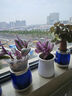 婚禮油畫(huà)室內辦公室花卉綠植好養紫葉吊蘭觀(guān)葉耐陰植物 （單盆裝）油畫(huà)配小蠻腰吸水盆 曬單實(shí)拍圖