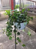 春花妙意常春藤吊蘭盆栽室內(nèi)長青藤懸掛綠植辦公室盆栽 常青藤+粉色花盆 默認(rèn)分類 曬單實(shí)拍圖