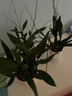 劉閣蘭花5色可選 水培夢(mèng)香蘭花苗帶盆發(fā)貨香水文心蘭奶油味室內花卉盆栽草 紅色文心蘭帶4支生花劍帶燈光水培盆 曬單實(shí)拍圖