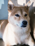 愛肯拿（ACANA）狗糧 鴨肉梨成犬幼犬 低敏去淚痕 全價(jià)通用原裝進(jìn)口糧2kg效期26/7 曬單實(shí)拍圖