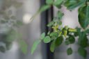 索尼（SONY）E 50mm F1.8 OSS APS-C畫幅定焦鏡頭 SEL50F18 黑色 曬單實(shí)拍圖
