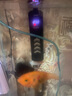 森森（SUNSUN）森森PID加熱棒魚(yú)缸加熱器自動(dòng)恒溫電熱棒水族大功率加溫棒 800W幻影變頻省電款(超溫保護/離水斷電) 曬單實(shí)拍圖
