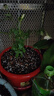 清韻伊人 月季花樹(shù)苗爬藤當年開(kāi)花月季花苗特大花盆栽地載庭院薔薇 心之水滴【不爬藤】 曬單實(shí)拍圖
