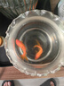 紅金魚活魚觀賞魚小金魚活體魚苗小苗魚招財魚風水魚淡水魚冷水魚 【四季發(fā)財】4條5-8CM招財紅金魚 曬單實拍圖