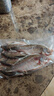 微山湖野生鯽魚(yú)土漁民捕撈活魚(yú)現殺凈膛滋補燉湯400g/袋 中號【4-6條/400g】400g*3袋 曬單實(shí)拍圖