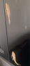 清道夫淡水清潔魚缸糞便熱帶冷水耐活觀賞爬巖鰍金苔鼠除青苔除藻 黃清潔魚5-6厘米2條 曬單實拍圖