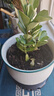 【夏季新品】稀有多頭沙漠玫瑰重瓣老樁濃香多肉綠植四季室內(nèi)外 （紅黃花）根直徑（2-4公分） 帶黑色育苗盆發(fā)貨 曬單實(shí)拍圖