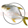 漁吻 金鯧魚(yú)新鮮海捕國產(chǎn)金鯧魚(yú) 深海魚(yú)平魚(yú)鯧魚(yú)鮮活冷凍魚(yú)類(lèi) 【5條】黃金鯧魚(yú)550g/條 曬單實(shí)拍圖