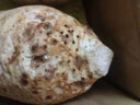 生鮮密語廣西荔浦特大芋頭 生鮮蔬菜根莖類 火鍋食材 農(nóng)家粉面大香芋頭 2-3個大芋頭 2kg 凈重3.9斤（單果850g起） 曬單實拍圖