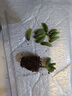 虹之玉多肉植物彩色系列紅色精品多肉辦公室室內陽(yáng)臺桌面 虹之玉小苗2-3厘米【1顆】 曬單實(shí)拍圖