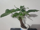 ?【包活】發(fā)財(cái)樹盆栽鮮花綠植物辦公室內(nèi)吸甲醛綠蘿文竹水培易養(yǎng) 【粗2-3cm】單桿發(fā)財(cái)樹【原盆】 曬單實(shí)拍圖