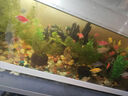 魚(yú)缸造景裝飾假山石頭草布景仿真水草造景套餐水族箱大小擺件 姜黃色 14B假山+小黃橋 曬單實(shí)拍圖