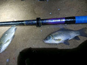 浮煙山龍尊釣魚(yú)竿大綜合竿超輕超硬臺釣竿T1100高碳46T手竿鰱鳙鯉魚(yú)竿 8.1m (大綜合僅236g大釣重) 曬單實(shí)拍圖