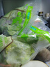 綠行者新鮮蔬菜沙拉凈重300g*3 現摘生菜健康輕食開(kāi)袋即食 源頭直發(fā)包郵 曬單實(shí)拍圖