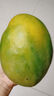 京鮮生 好大一顆凱特芒 1粒2斤巨無(wú)霸 生鮮水果 源頭直發(fā) 曬單實(shí)拍圖