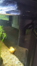 森森（SUNSUN）魚(yú)缸HEJ原廠(chǎng)標配水泵led燈金麟魚(yú)缸LE水泵LED燈配件 LE-480B標配的水泵機身一個(gè) 曬單實(shí)拍圖