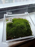 京東綠植一片私人草坪辦公室苔蘚微景觀(guān)擺件生態(tài)綠植盆栽定制禮物源頭直發(fā) 曬單實(shí)拍圖