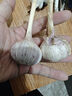 精選新鮮山東大蒜干蒜多瓣蒜頭蔬菜批發(fā)產(chǎn)地直發(fā)大蒜頭 優(yōu)選 3斤 (果徑≥3.5cm) 曬單實(shí)拍圖
