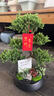 芙洛拉花園【兩小時(shí)達】五層塔松盆栽送導師青松綠植喬遷之喜開(kāi)業(yè)教師節禮物 萬(wàn)事青松【精致造景五層塔松盆景】 送老師推薦 曬單實(shí)拍圖