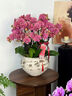 Only you【兩小時(shí)達】蝴蝶蘭帶花苞花劍花盆真花蘭花盆栽開(kāi)業(yè)教師節禮物 7株粉色（瓷盆隨機） 曬單實(shí)拍圖