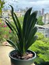 君子蘭盆栽四季老苗花卉植物室內(nèi)庭院水培綠植好養(yǎng)圓頭和尚大小苗 金冠君子蘭10-12片原盆原土+送 含盆 曬單實拍圖