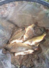 禧瑪諾（SHIMANO）禧瑪諾進(jìn)口碳素臺(tái)釣竿戶(hù)外黑坑鰱鳙綜合魚(yú)竿超輕硬手竿十大品牌 6.3m 刀雅P-大物竿 曬單實(shí)拍圖