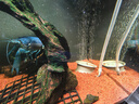 徹朗納米氣盤魚(yú)缸氧氣盤霧化氣泡石魚(yú)缸增氧氣泡盤 納米霧化氣盤【4.5cm  單氣盤】 曬單實(shí)拍圖