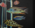 伊罕EHEIM 魚缸加熱棒自動(dòng)恒溫水族箱加溫器 防爆玻璃 加熱器 經(jīng)典款300w防爆加熱棒-長51cm 曬單實(shí)拍圖