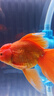修醫(yī)寵白點凈魚藥熱帶魚觀賞魚魚缸鸚鵡錦鯉魚藥寄生蟲小瓜蟲病300ml 曬單實拍圖