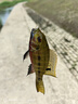驚浪短節魚(yú)竿2.7m碳素輕硬溪流竿小物竿28調釣魚(yú)竿手竿兒童魚(yú)竿鯽魚(yú)桿 曬單實(shí)拍圖