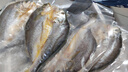 鮮京采醇香黃魚鲞5條/2.5斤(單條230-255g)三去處理 寧德地標 源頭直發(fā) 曬單實拍圖