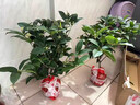 瑰瑋桂花樹苗四季桂盆栽桂花苗丹桂花卉植物易活陽臺耐寒庭院園藝好養(yǎng) 精品四季桂花60-70厘米左右 不含盆 曬單實拍圖