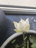 HPC京東聯(lián)名 32英寸高清智慧 超薄全面屏 智能投屏 臥室小屏教育游戲液晶平板電視機 國家補貼32H6 曬單實(shí)拍圖