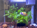 森森（SUNSUN）超白魚(yú)缸一體缸自循環(huán)客廳水族箱桌面家用懶人免換水小型金魚(yú)缸 超白HEJ250標配 帶濾材+棉 曬單實(shí)拍圖