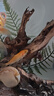 小米智能桌面魚(yú)缸二代造景套餐適用米家桌面魚(yú)缸仿真蕨類(lèi)沉木造景裝飾擺件 蕨類(lèi)沉木造景【含500g底砂】 曬單實(shí)拍圖