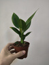 特價(jià)大葉金鉆綠公主盆栽植物除甲醛綠植辦公室四季常青室內(nèi)擺放花 【1盆】金鉆+基地原盆 含盆高度15-20厘米 曬單實(shí)拍圖