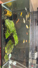 春瑞黑殼蝦水族箱水草缸清潔除藻工具淡水觀賞蝦大和藻蝦寵物活體飼料 黑殼50+50抵損耗 曬單實(shí)拍圖