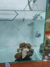 金晶超白生態(tài)魚缸 家用客廳一體缸桌面生態(tài)缸魚烏龜造景溪流缸 直角金晶超白魚缸【裸缸】 600-300-350mm【6mm】 曬單實拍圖