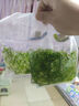 水族魚(yú)草孔雀魚(yú)下崽避難所竹節草新手水草好養耐活靜水凈水小魚(yú)缸 10-20cm30多棵竹節草帶1個(gè)沉底瓷環(huán)  水袋散裝 曬單實(shí)拍圖