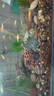 憨憨樂園 魚缸過濾材料凈水魔方大號水族濾材細菌球過濾器材 曬單實拍圖
