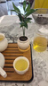 八芽迷你竹柏盆栽茶幾好養(yǎng)花卉綠植四季常青辦公室內(nèi)桌面植物凈化空氣 竹柏+小茶罐盆（陶瓷）+竹底托 帶盆栽好 曬單實拍圖