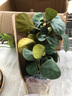 菩提樹盆栽小盼菩提盆景帶果中式禪意桌面擺件室內(nèi)創(chuàng)意好養(yǎng)綠植物 小盼菩提+旭日東升盆+苔蘚+底座 曬單實(shí)拍圖