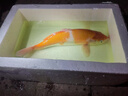 名犀釣魚(yú)餌藍鯽青春版秋冬季野釣鯽魚(yú)餌料黑坑小肽蛋白餌官方正品保證 藍鯽青春版300g【1包】 曬單實(shí)拍圖