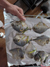 純色本味 冷凍舟山白鯧魚 800g 銀鯧魚 8-12條  地標產品 平魚 生鮮魚類 曬單實拍圖
