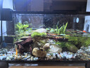 西游水族烏龜缸超白玻璃生態(tài)造景龜魚(yú)缸一體混養生態(tài)缸客廳專(zhuān)用家用飼養缸 40原生溪流豪華全套【缸+DIY造景+設備】 曬單實(shí)拍圖