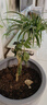 夜來香花樹苗夜來香盆栽花卉植物室內(nèi)驅(qū)蚊花苗濃香四季開花吸甲醛 特大苗1顆【當(dāng)年開花爆滿】+送肥 曬單實(shí)拍圖