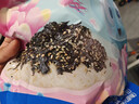 力誠寶寶兒童拌飯海苔碎高鈣寶寶零食即食調(diào)味輔食下飯拌料量販裝108g  曬單實(shí)拍圖