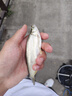 釣之豬路亞黑鎳304不銹鋼路亞增強別針連接器8八字環(huán)釣魚(yú)別針錨魚(yú)漁具小配件 葫蘆別針1號50枚【7-20克餌用】 曬單實(shí)拍圖