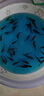 百綸木千草金魚(yú)觀(guān)賞魚(yú)冷水魚(yú)不加溫新手好養純種鳳尾大紅草魚(yú)苗 5-7cm草金魚(yú)40條 送魚(yú)糧 曬單實(shí)拍圖