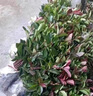 紅葉石楠樹(shù)苗 火焰紅 籬笆苗圍墻綠籬植物庭院園林綠化苗四季常青 50棵地栽苗；高30-40厘米(保濕發(fā)貨) 40cm(含)-50cm(不含) 曬單實(shí)拍圖